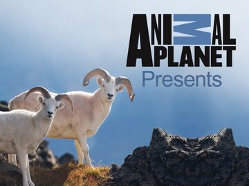 TVwiz - Animal Planet - Channel Schedule TVwiz - Animal Planet - Channel Schedule